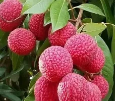 Litchi Plant-thumb1