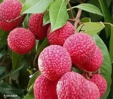 Litchi Plant-thumb2