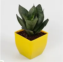 Snake Plant-thumb1