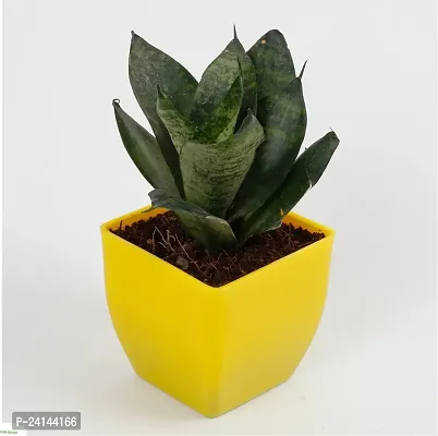 Snake Plant-thumb2