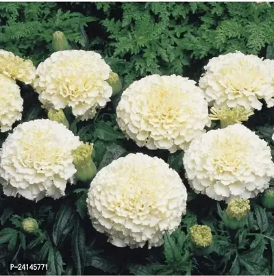 Marigold Plant