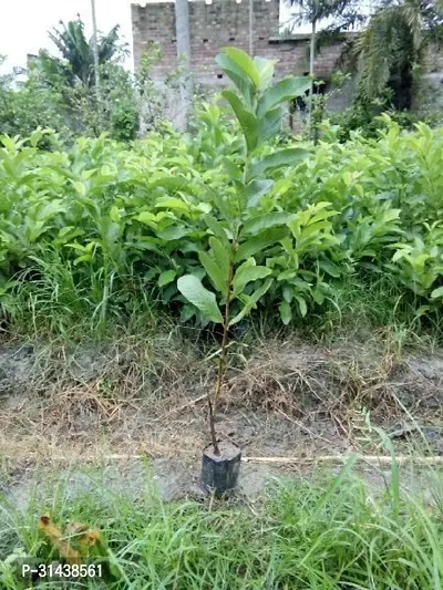 Natural Guava Plant-thumb3