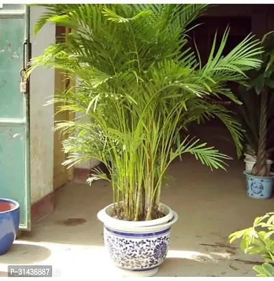 Natural China Palm Plant-thumb0