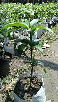 Natural Mango Plant-thumb2