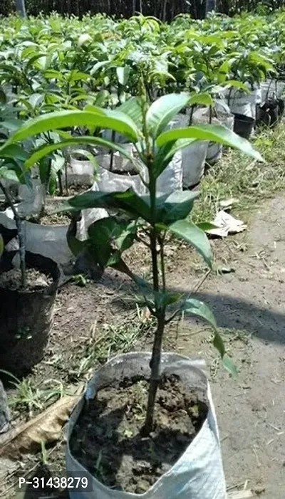 Natural Mango Plant-thumb3