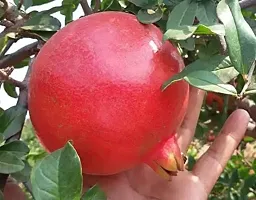 Natural Pomegranate Plant-thumb2