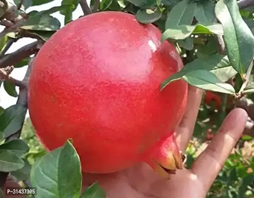 Natural Pomegranate Plant-thumb3