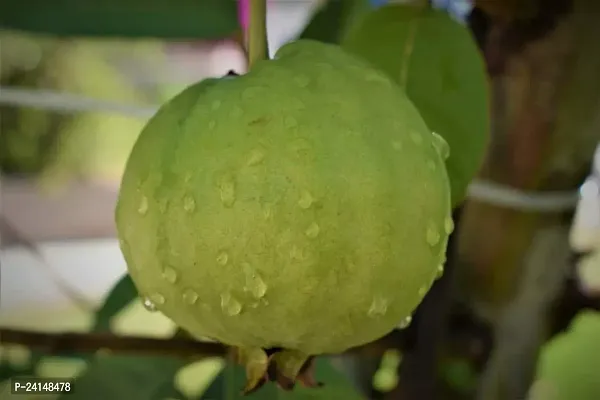 Guava Plant