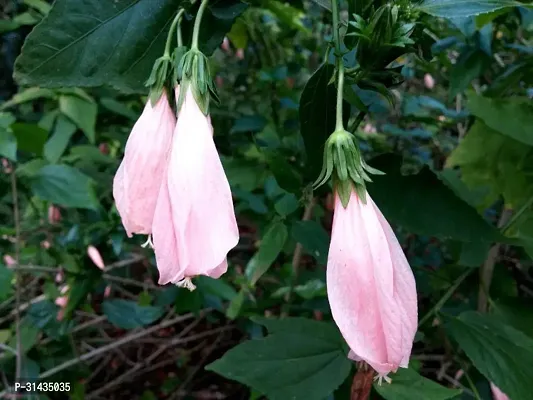 Natural Hibiscus Plant