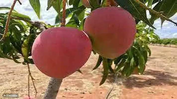 Natural Mango Plant-thumb0