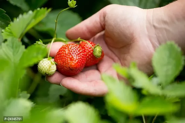 Strawberry Plant-thumb0