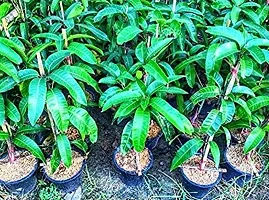 Natural Mango Plant-thumb3