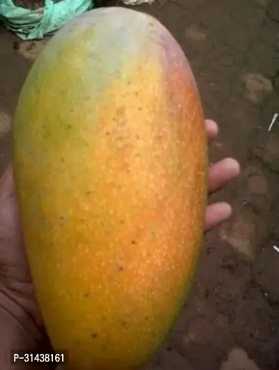 Natural Mango Plant-thumb0