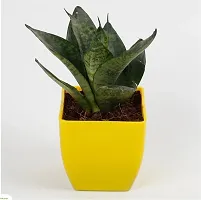 Snake Plant-thumb3