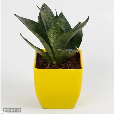 Snake Plant-thumb4