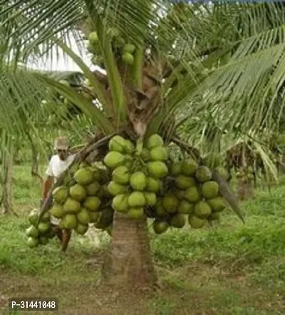 Natural Coconut Plant-thumb2