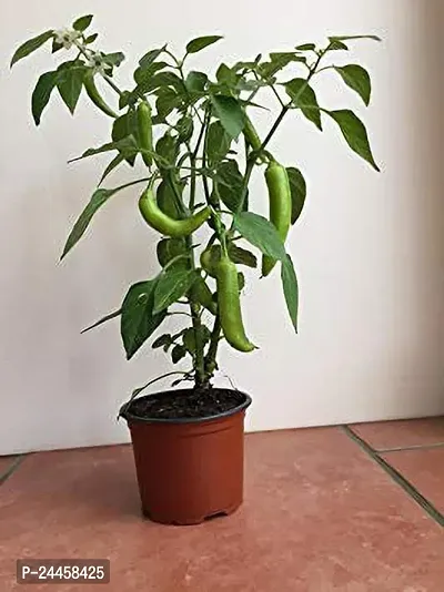 Natural Mirch - Chilli Plant