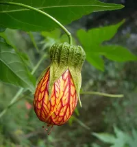 Natural Hibiscus Plant-thumb1