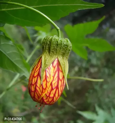 Natural Hibiscus Plant-thumb2