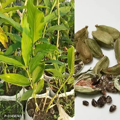 Natural Elaichi/Cardamom Plant-thumb0