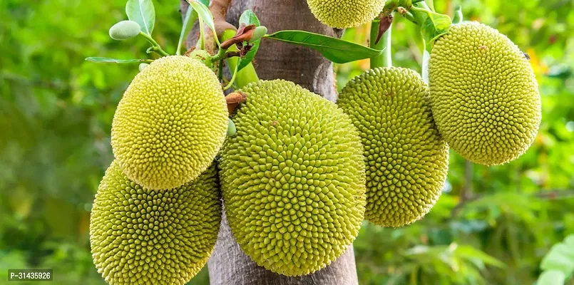 Natural Jackfruit Plant-thumb0