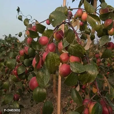 Natural Ber Apple Plant