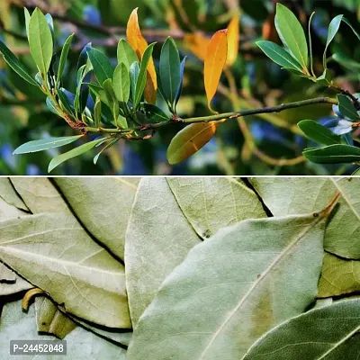 Natural Bay Leaf Plant-thumb5