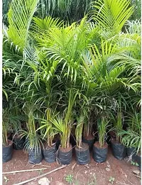 Natural Areca Palm-thumb1