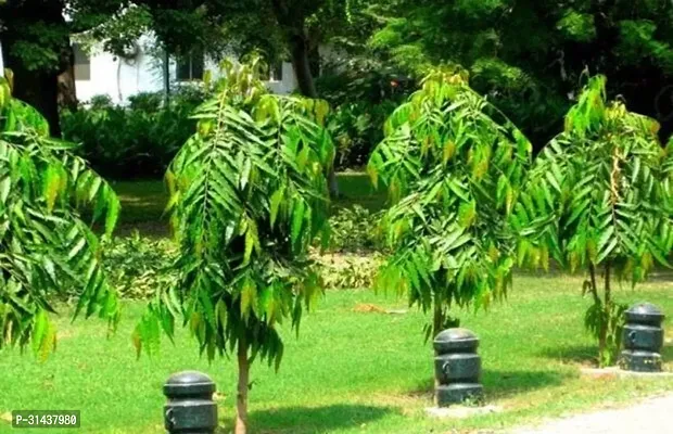 Natural Ashok Plant