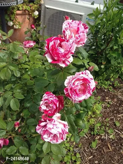 Rose Plant