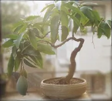 Natural Mango Plant-thumb3