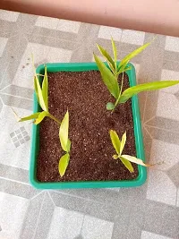 Elaichi/Cardamom Plant-thumb2