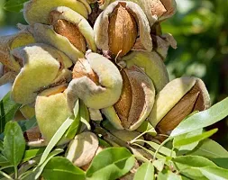 Natural Almond Plant-thumb2