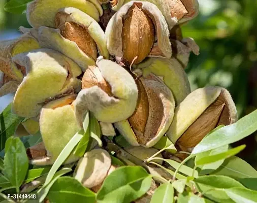 Natural Almond Plant-thumb3