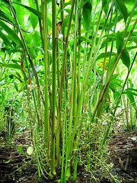 Natural Elaichi/Cardamom Plant-thumb1