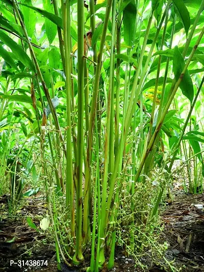 Natural Elaichi/Cardamom Plant-thumb2