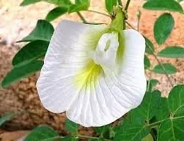 Natural Aparajita/ Butterfly Pea Plant-thumb1