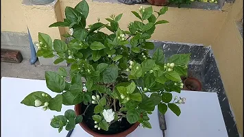 Natural Jasmine Plant-thumb2