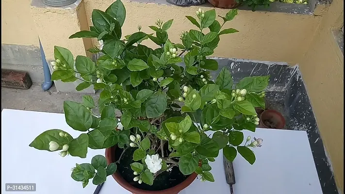 Natural Jasmine Plant-thumb3