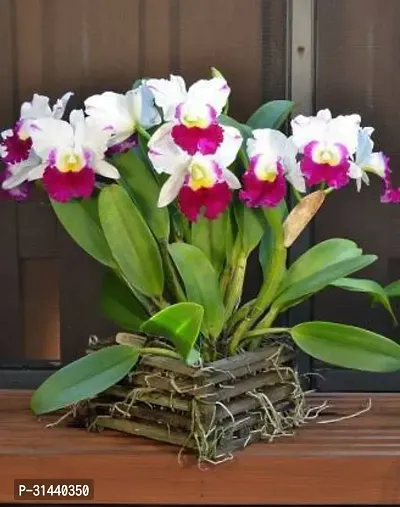 Natural Orchid Plant