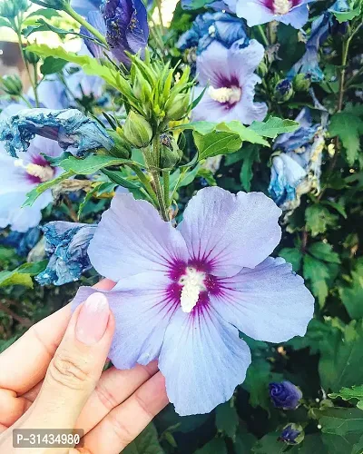 Natural Hibiscus Plant-thumb0