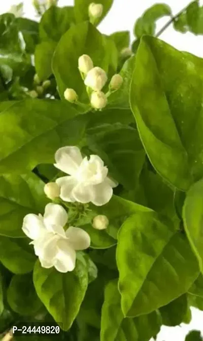 Natural Jasmine Plant-thumb2