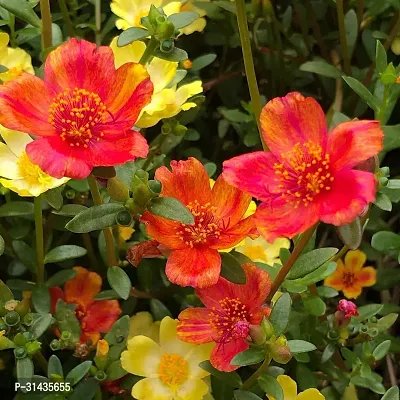 Natural Portulaca Plant-thumb0