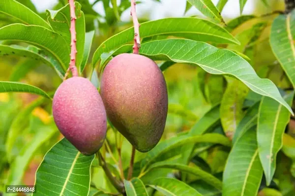 Natural Mango Plant