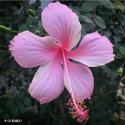 Natural Hibiscus Plant-thumb0