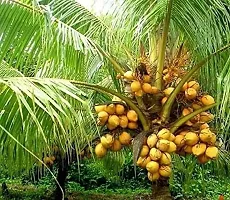 Natural Coconut Plant-thumb2