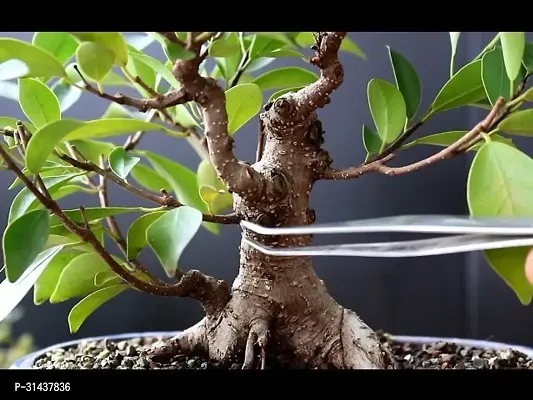 Natural Ficus Bonsai Plant-thumb0