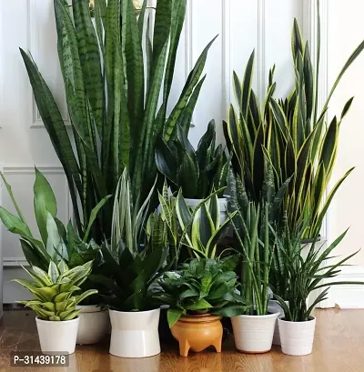 Natural Snake Plant-thumb0