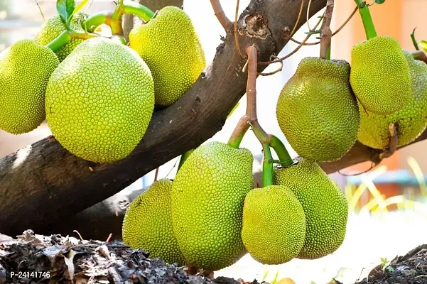 Jackfruit Plant-thumb3