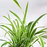 Natural Spider Plant-thumb2